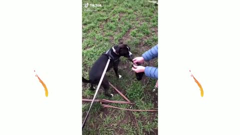 Funny dog having fun with it's owner