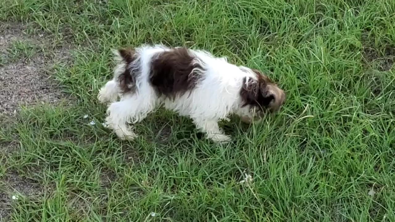 Miniature Schnauzer Puppies day with the spare human