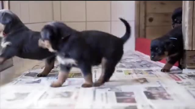 Baby rottweiler Vs Adulte