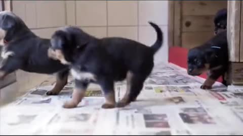 Baby rottweiler Vs Adulte