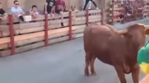 Bull Gone Wild