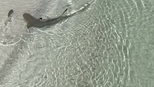 Heron And Shark Compete for Dinner