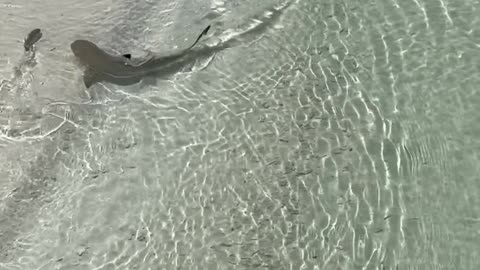 Heron And Shark Compete for Dinner