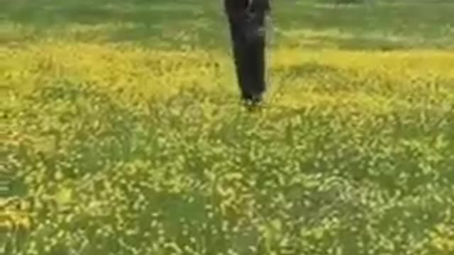 Dog Plays And Runs Frantically To And Fro From Owner To Boy