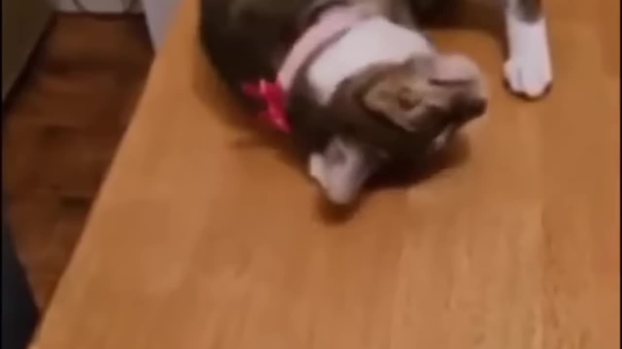 funny and cute cats - short funny cat videos