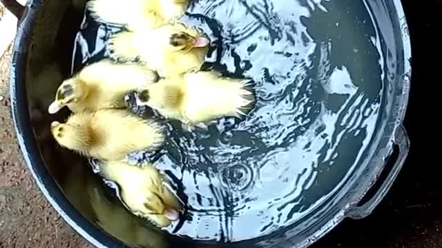 swimming ducks are so cute