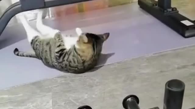 Cat workout video 😄