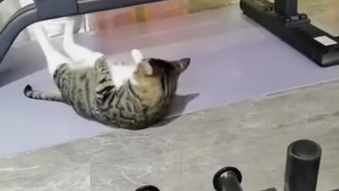 Cat workout video 😄