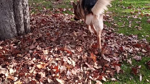 Virgil in leafs