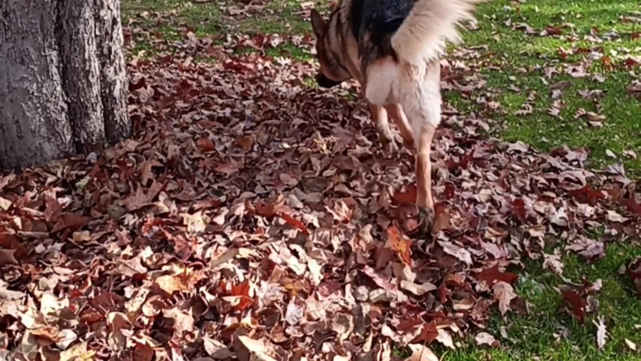 Virgil in leafs