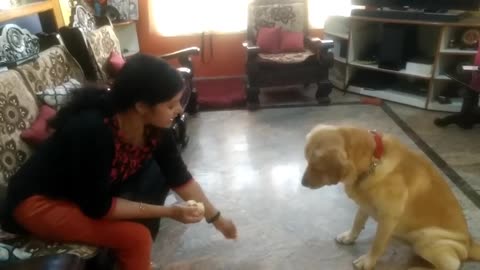 Labrador dog training