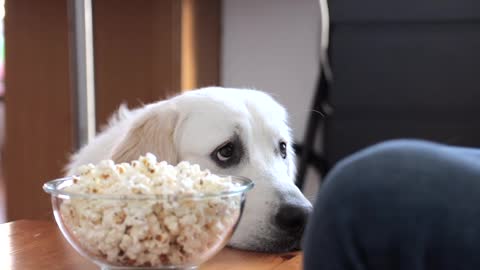Funny Dog Asks for Popcorn Cute Golden Retriever Dog Bailey