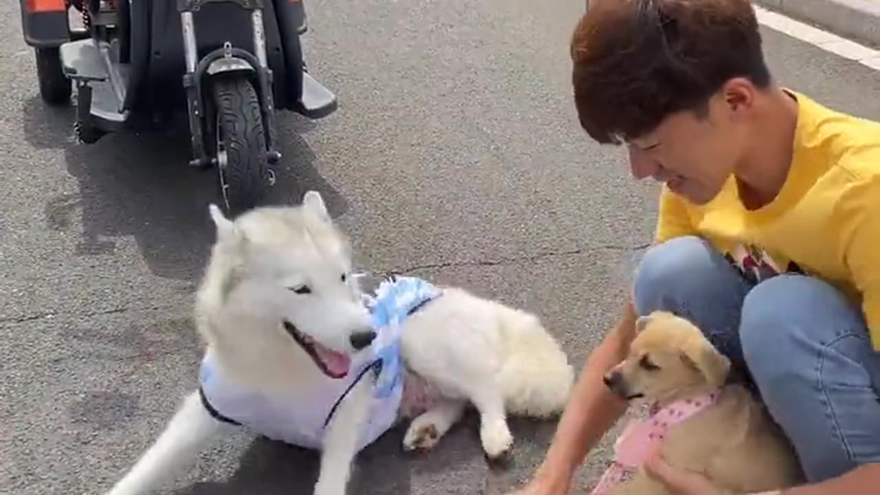 Sneaky Pup Fakes Injury to Score Treats: A Tale of Canine Deception