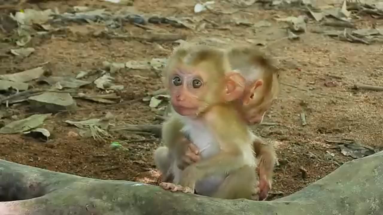 Omg what a pity for the 2monkeys cbecko how ghar help because I am