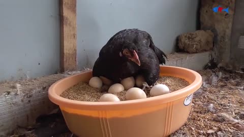 Amazing BORN "MURGI" Hatching Eggs in chaff to Chicks Born - Crazy Hen Harvesting Eggs to chiicks-14