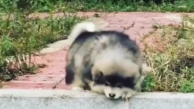 Dog video