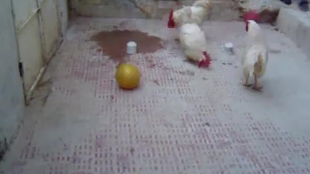 chicken playing football , FIFA World Cup