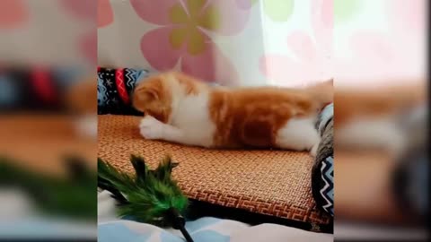 Funny Cat and Dog Videos That Will Make Your Day