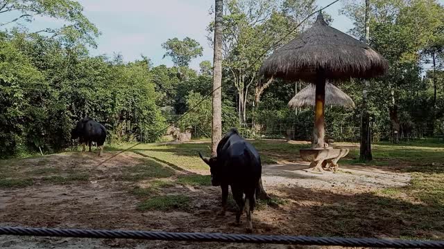 Worlds Biggest Wild Cows - Dangerous Gaur