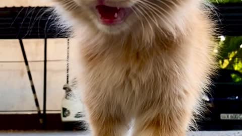 Cute cat life compilation 2022😺😺🐈😊😊