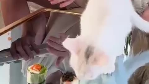 Feeding A Cat $10 vs $10,000 Sushi