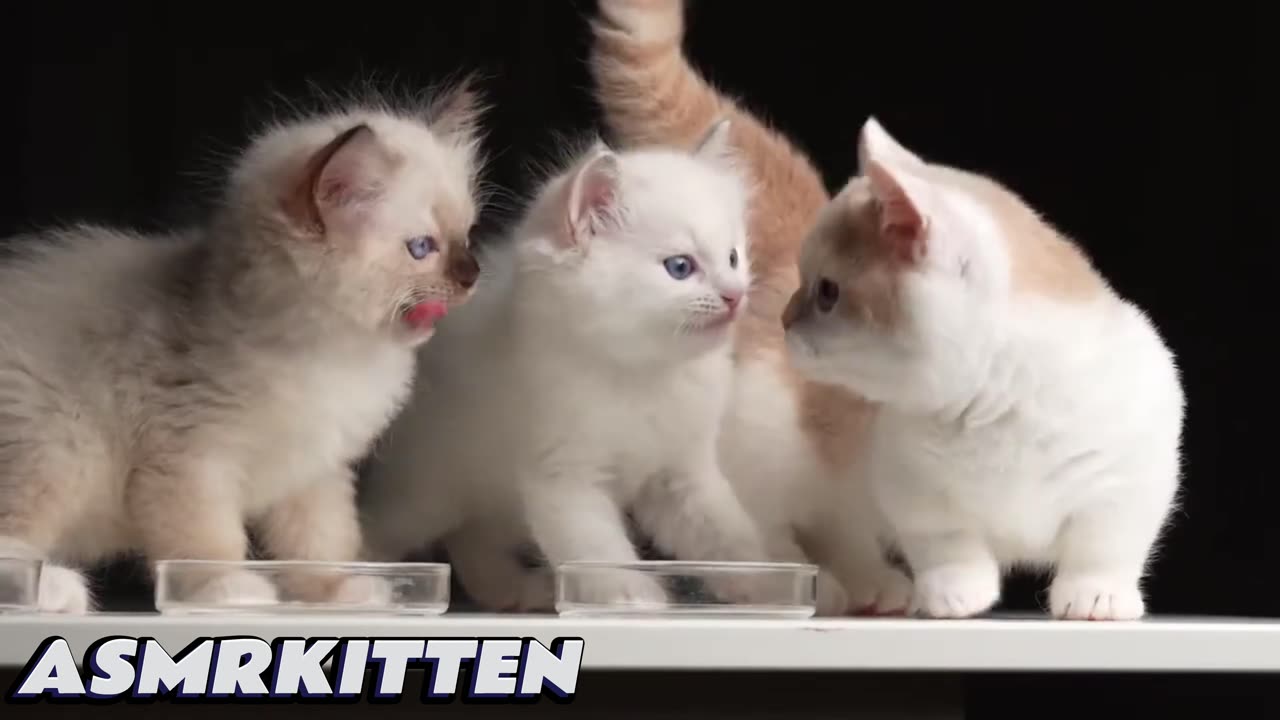 Super cutešSmall little milk cat eats ASMR cow's tail for the first time
