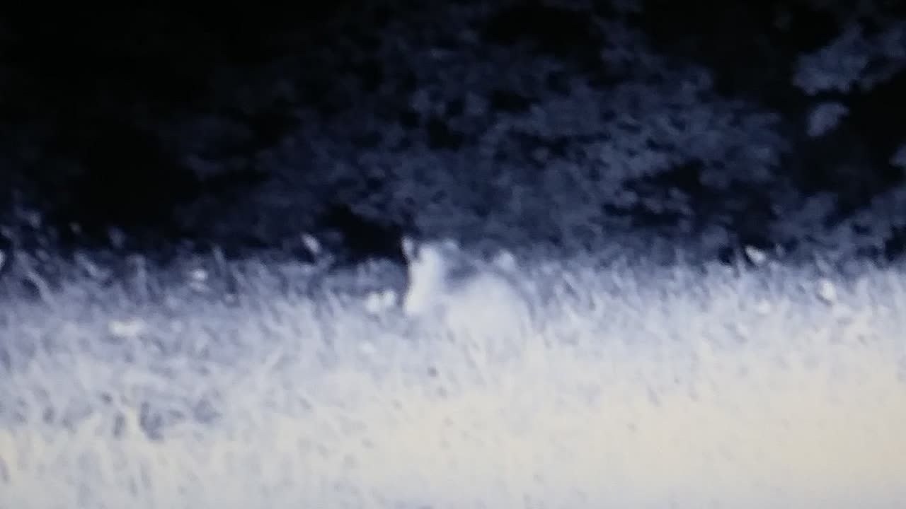 Little pointynose opossum on Ken's trailcam.