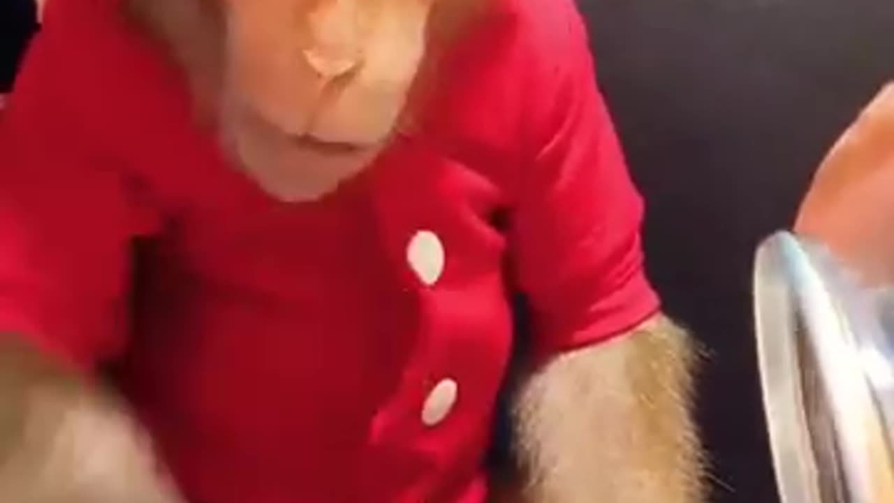 Funny monkey video