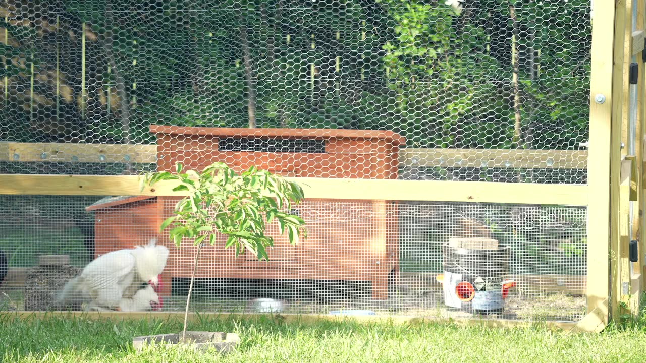 Chicken Coop