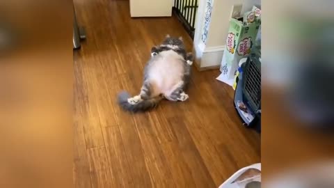 New Funny Videos 2023 😍 Cutest Cats and Dogs 🐱🐶 Part 5