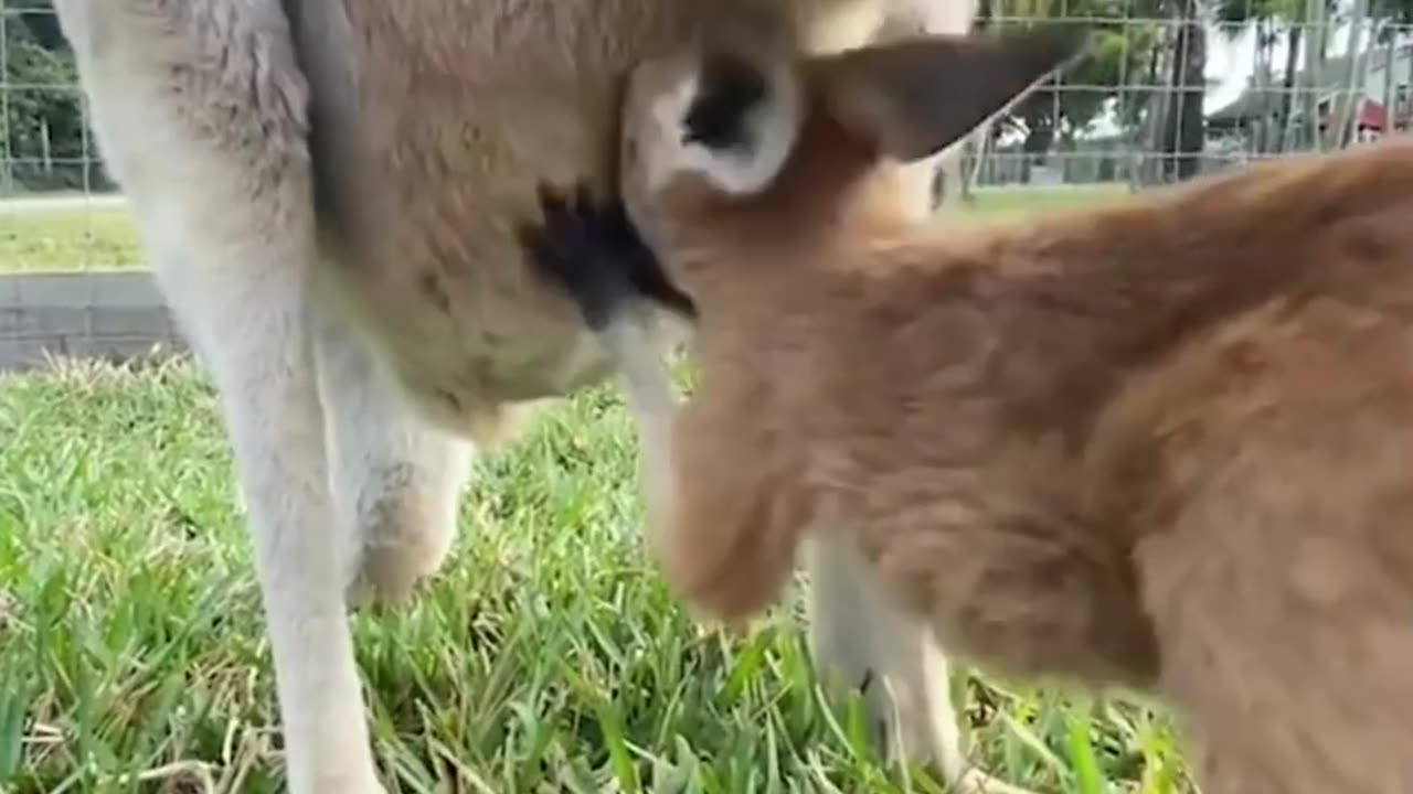 This is how a joey grows up inside a kangaroo's pouch 🦘