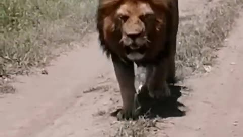 Really male Lion