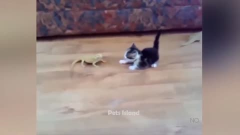 🔥Most Trending Animal Videos - Funniest Cats and Dogs 2023