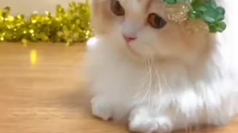 Funny cat video