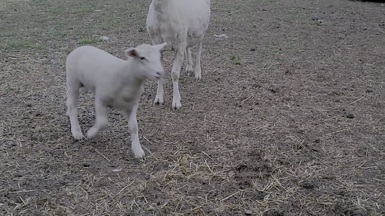 Lamb Race