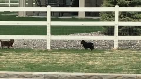 Puppies Possum & Ollie Bear Play With A New Friend