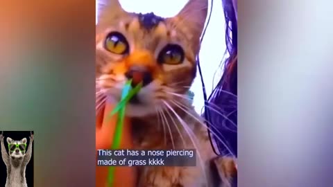 Funny cat video