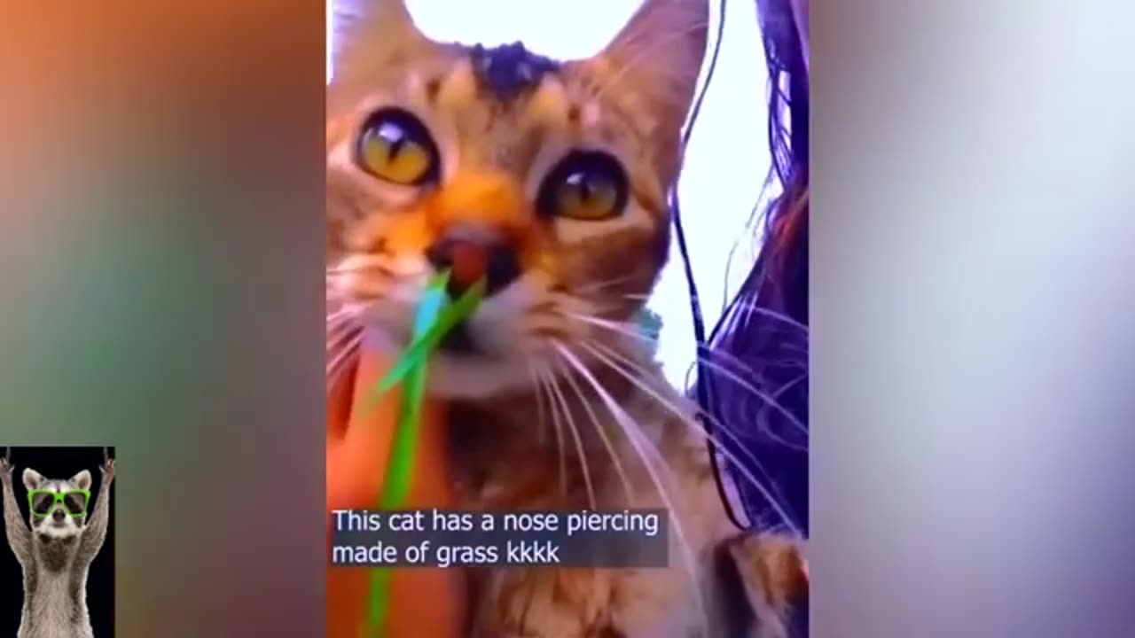 Funny cat video