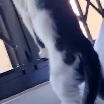 Cats and Monkeys get along right?