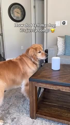 HOW TO TELL A DOG 🐕 IT’S JUST 🤣A SONG