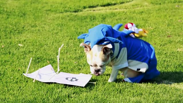 Sonic The Hedgedog Act