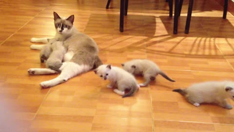 Mother cat with kittens