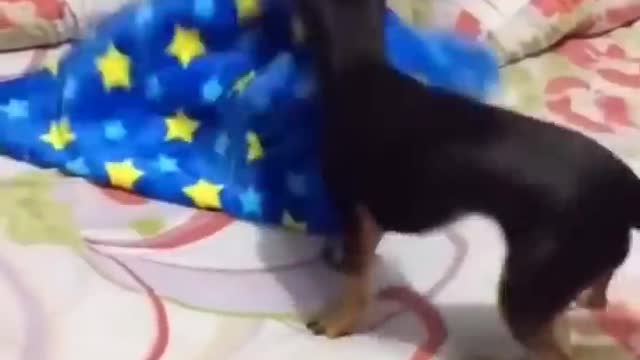 Funniest Videos 2022 😂 Funny Cats 🐱 and Dogs 🐶 Part 19