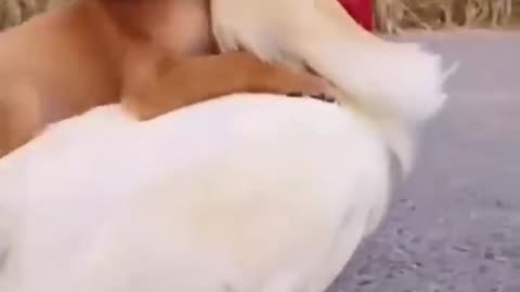 Cute dog and cock fun with each other