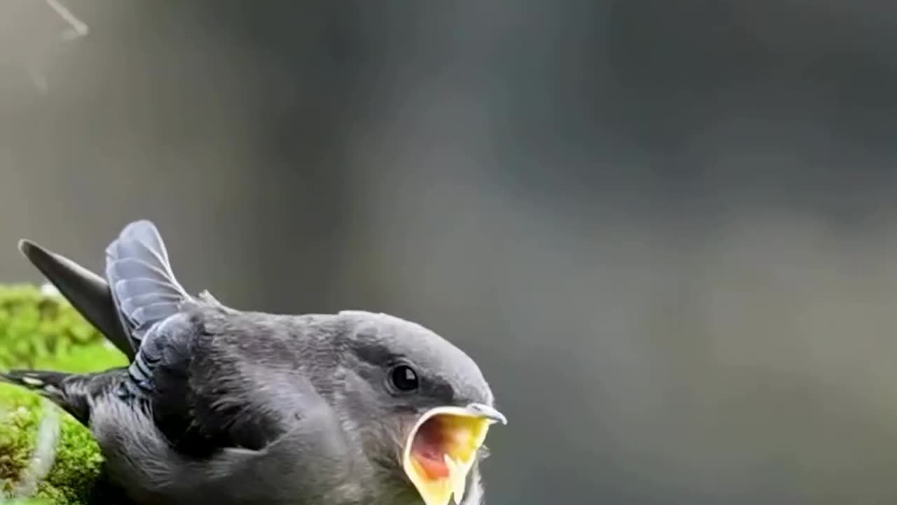 The greatest joy is to hear a bird sing in the quietness of jungle