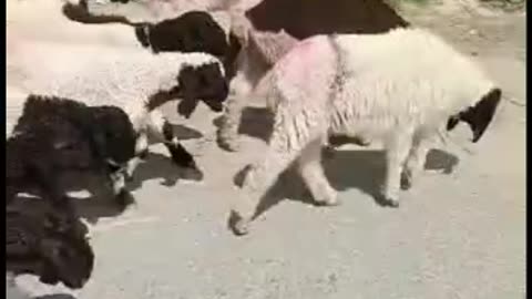 Beautiful sheep's