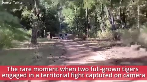 Big fight Tiger vs Tiger on road fight see people