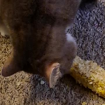 Cat Vs Corn on the Cob