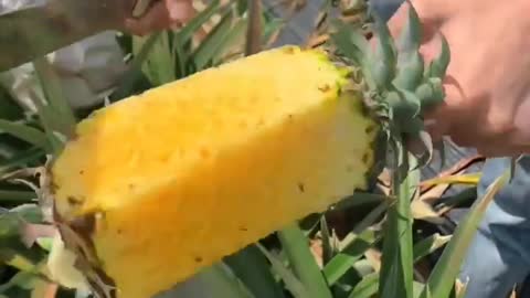 Pineapple plantation, plantação de abacaxi