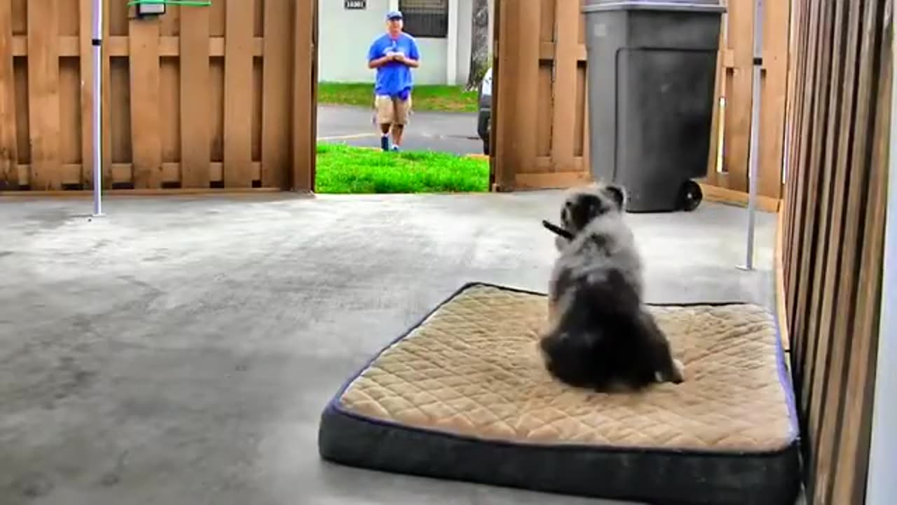 How to train your dog